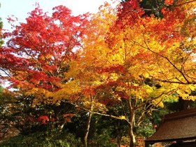 室生寺　もみじアップ.JPG